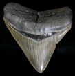 Posterior Megalodon Tooth - Fine Tip #18358-1